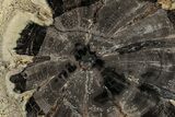 Petrified Wood (Hermanophyton) Round - Colorado #303464-1